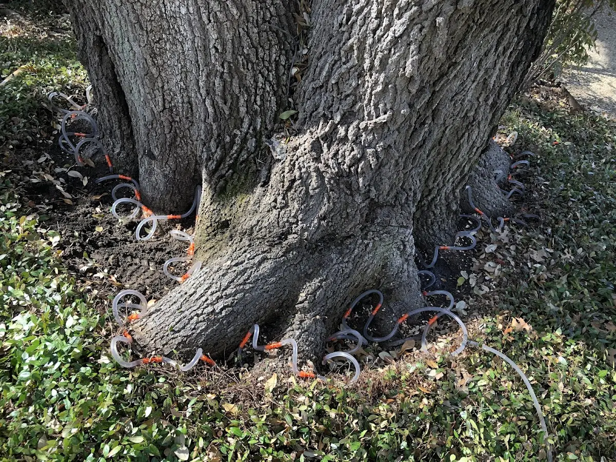 Detailed Tree Cabling and Bracing job site in Greenlawn