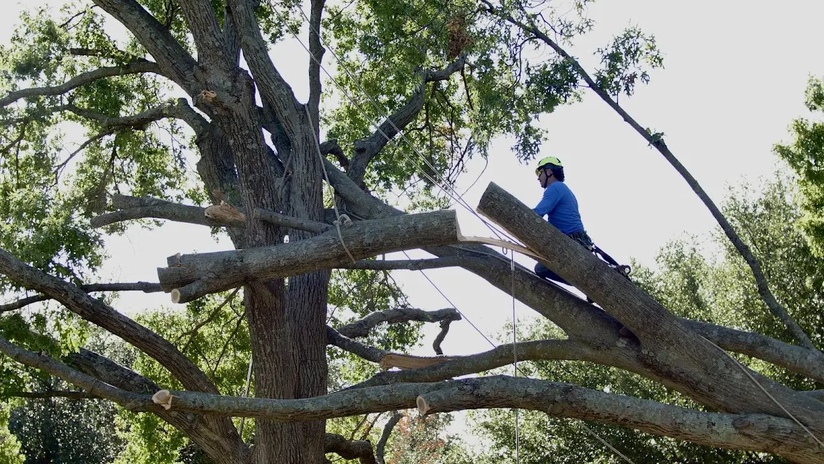 Professional Crown Thinning performed by certified arborists in Greenlawn